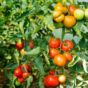 Tomaten an einem Strauch