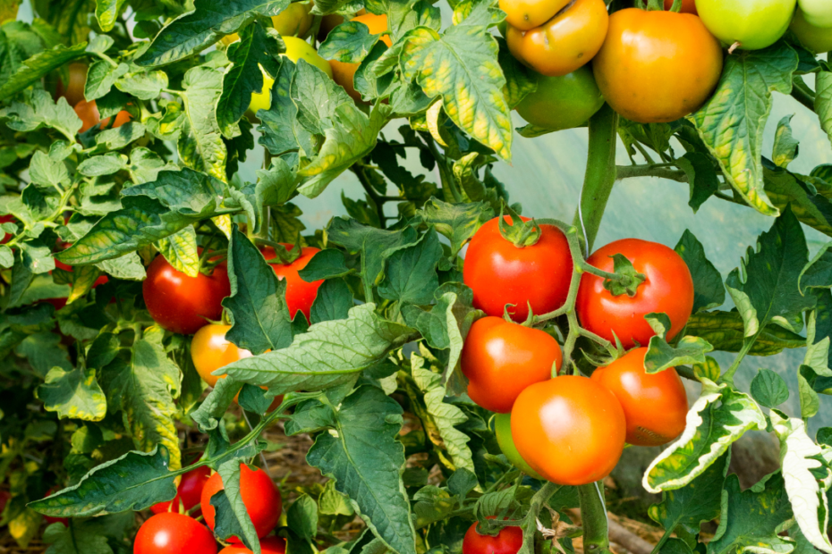 Tomaten an einem Strauch