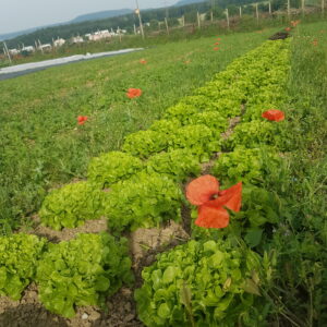 Gemüsefeld mit Mohn und viel Grün