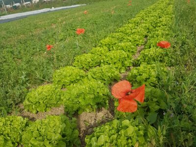 Gemüsefeld mit Mohn und viel Grün