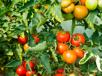 Tomaten an einem Strauch